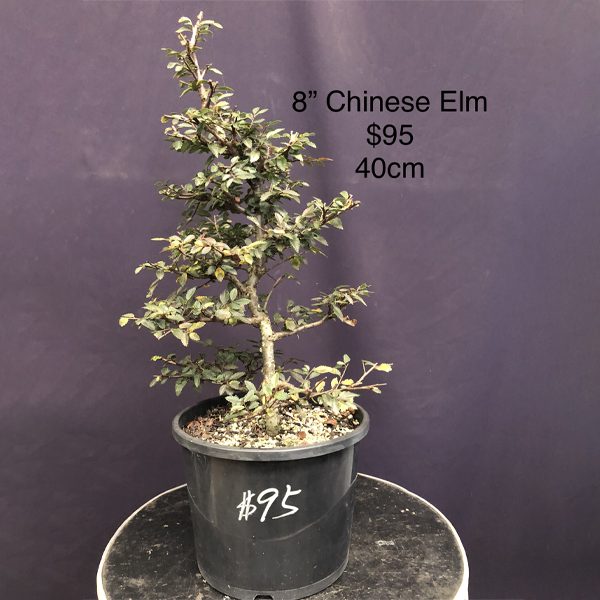 Chinese Elm 8inch