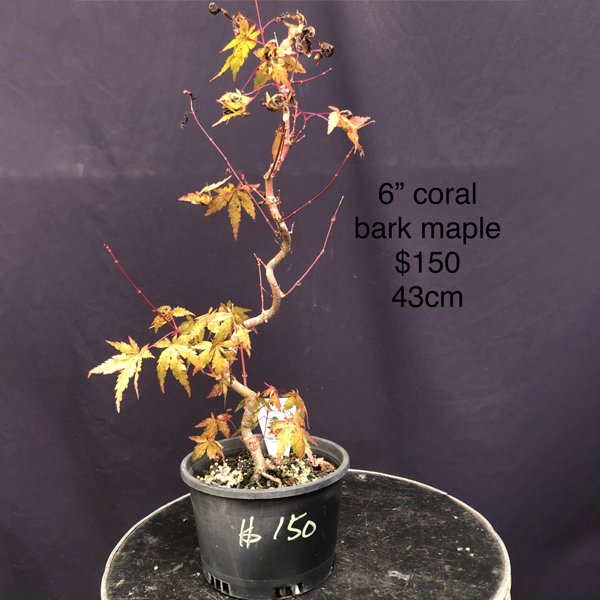 Coral Bark Maple 6inch