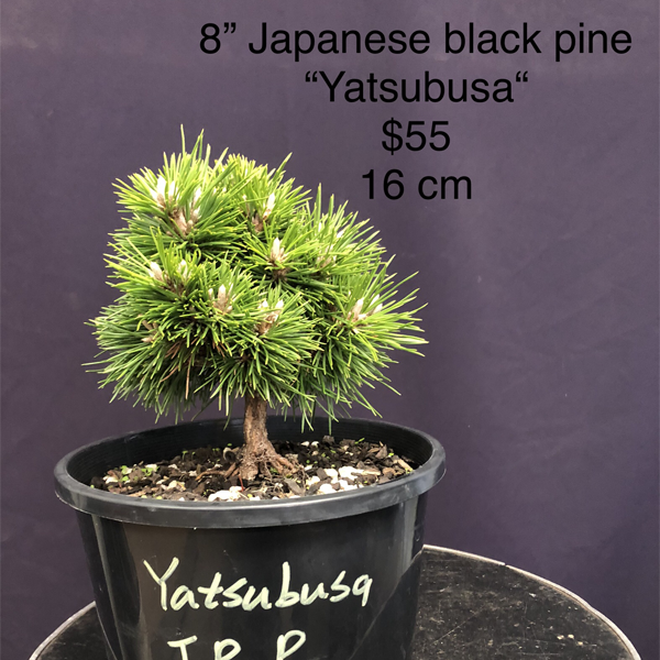 Japanese Black Pine Yatsubusa