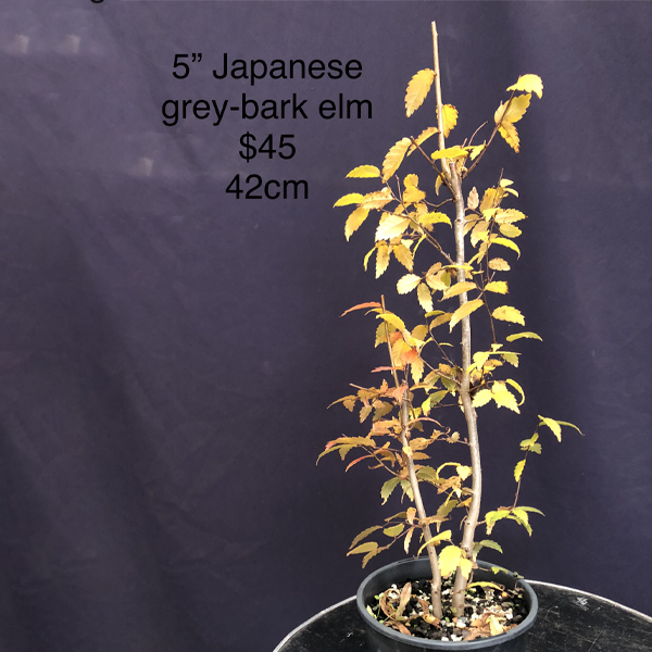 Japanese Grey-Bark Elm 5inch