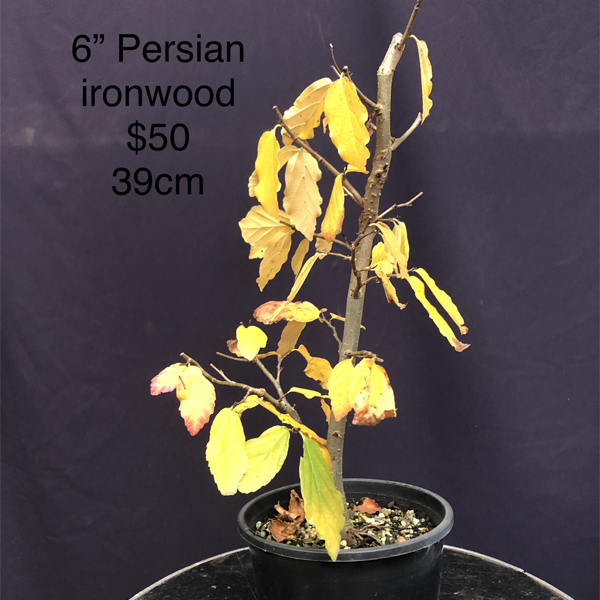 Persian Ironwood 6inch