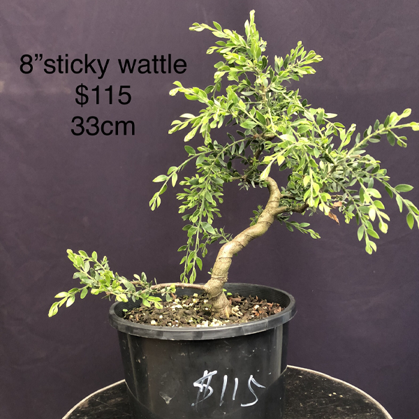 Sticky Wattle 8inch