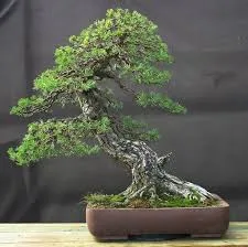 Bonsai Tree