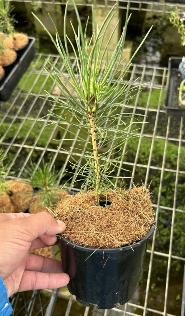 Japanese Black Pine 5 inch