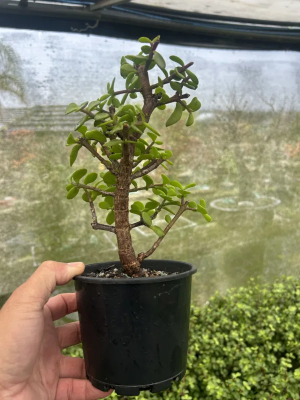 Jade Tree 5 inch